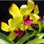 Dendrobium Thongchai Gold 'KP